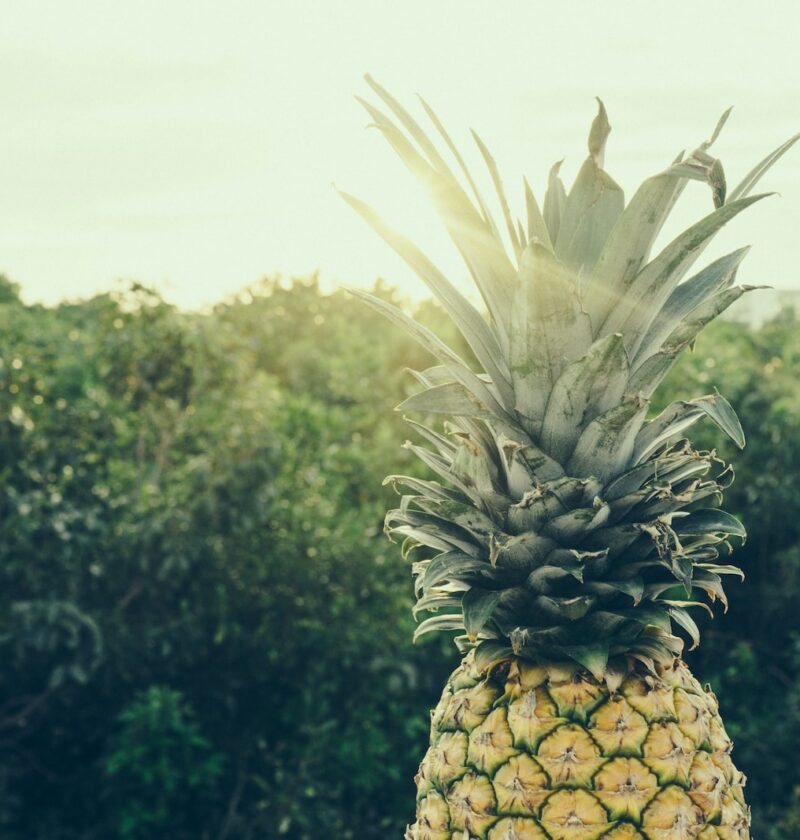 L'ananas, joyau tropical de la cuisine créole